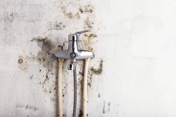 Best White Mold Remediation in Middletown, IN