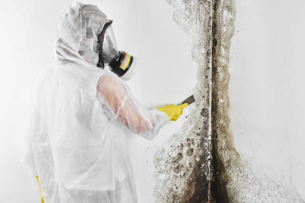 Best Commercial Mold Remediation in Middletown, IN