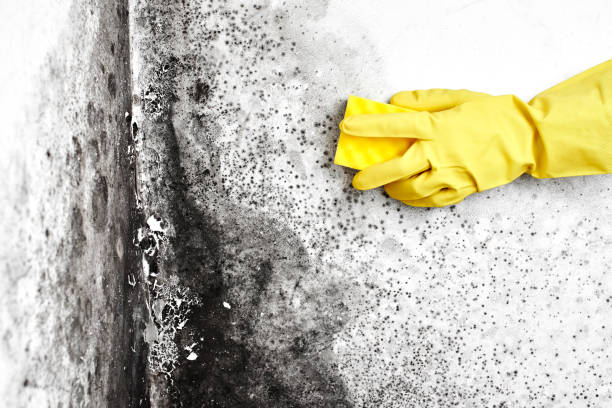 Best Post-Flood Mold Remediation in Middletown, IN