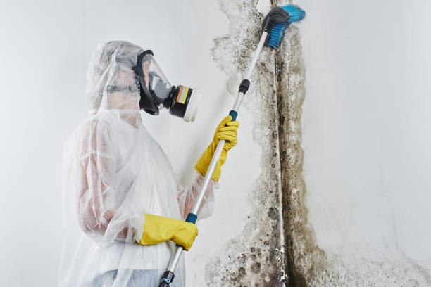 Best White Mold Remediation in Middletown, IN